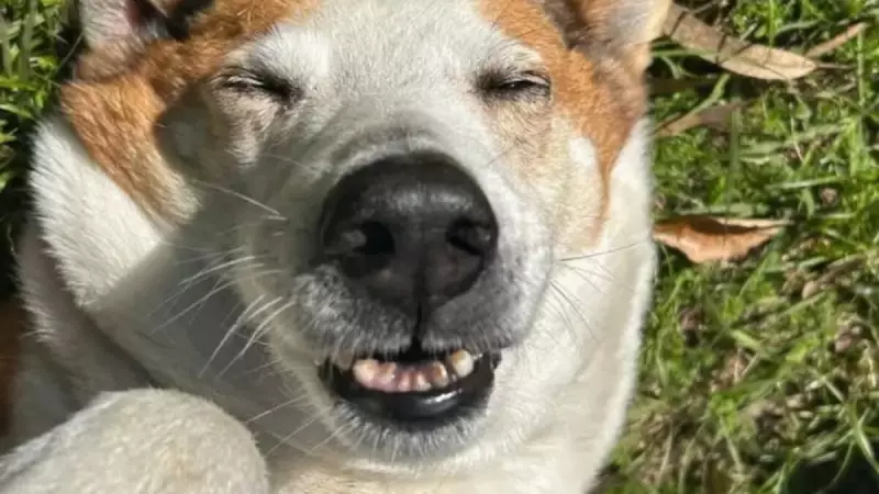 Silveira, o cachorro reitor que conquistou a web: conheça a história viral