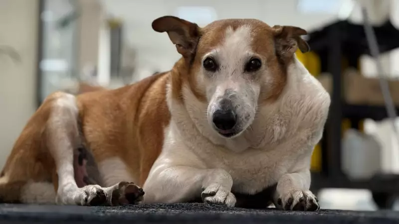 Silveira, o cão famoso do RS, é nomeado pró-reitor de Assuntos Caninos da UFSM