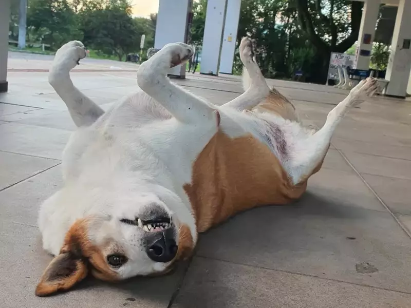 Silveira, o cão famoso que conquistou o campus da UFSM: brincalhão, dorminhoco e dono do próprio espaço
