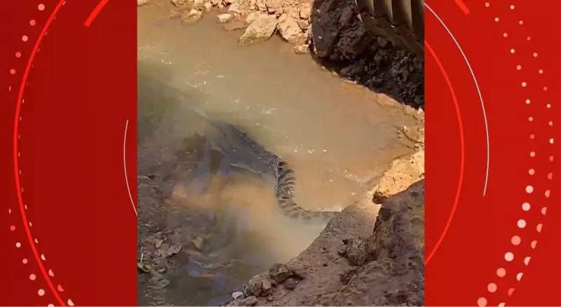 Sucuri gigante de 3 metros é flagrada em córrego de Porto Velho; veja vídeo