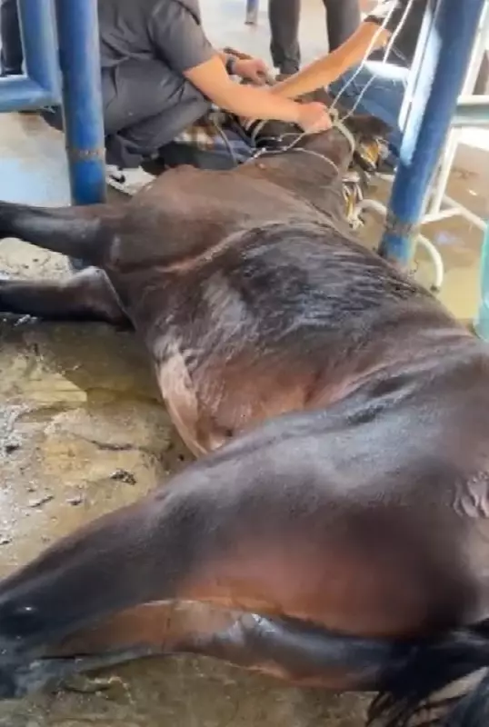 Surto misterioso afeta 120 cavalos no interior de SP; nove animais morreram