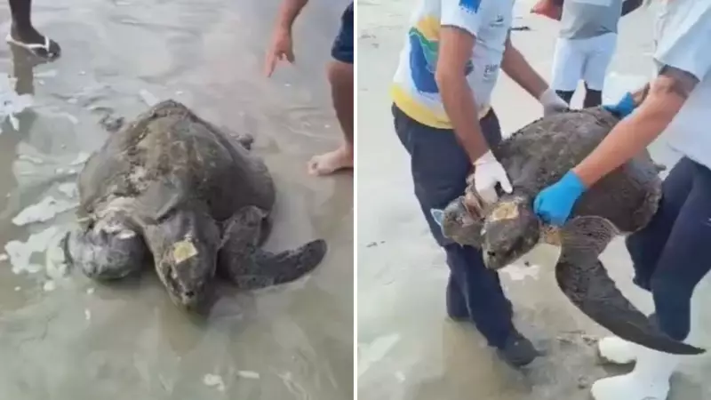 Tartaruga ameaçada de extinção é resgatada no litoral de SP: veja o vídeo emocionante!
