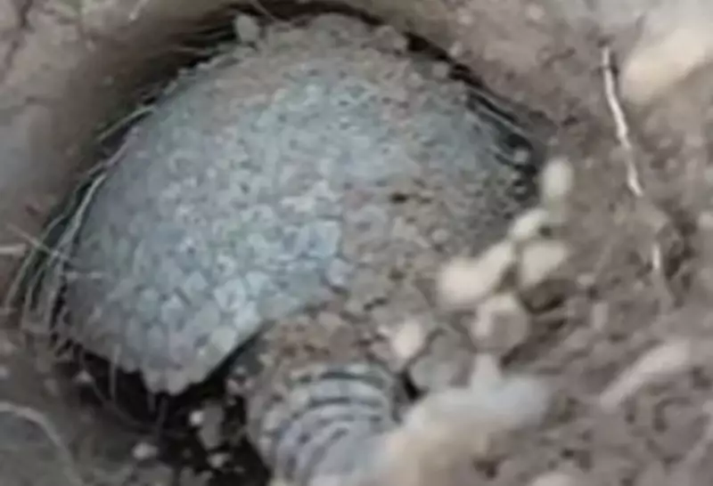 Tatu-peba é flagrado em ação rara no Pantanal: veja o vídeo impressionante!