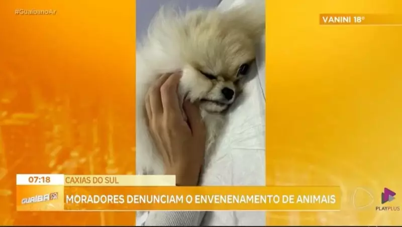 Tragédia em Caxias do Sul: Animais morrem após envenenamento no bairro Santa Lúcia