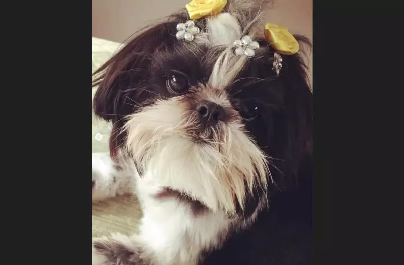 Tragédia em Florianópolis: Cachorra morre após ficar em pet shop - Saiba os detalhes