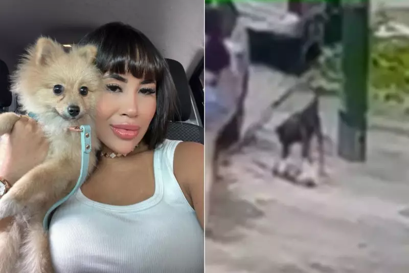 Tragédia no litoral de SP: Cachorro morre após ser atacado por outro animal em fuga