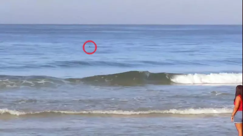 Tubarões no litoral do RJ: biólogo explica presença e tranquiliza banhistas