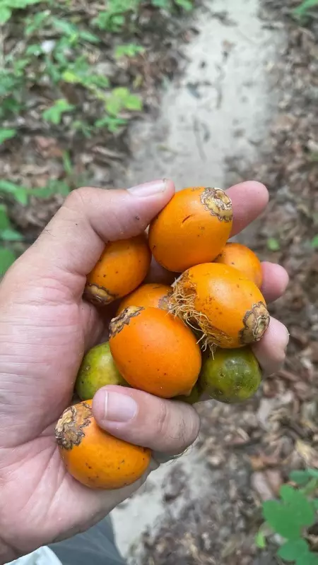 Tucumã: Do sanduíche tradicional à joia que simboliza a força da Amazônia e dos povos indígenas