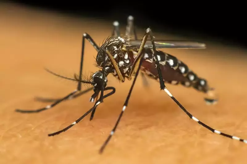 Tupã lidera em casos de chikungunya em SP: quinta morte confirmada pela doença