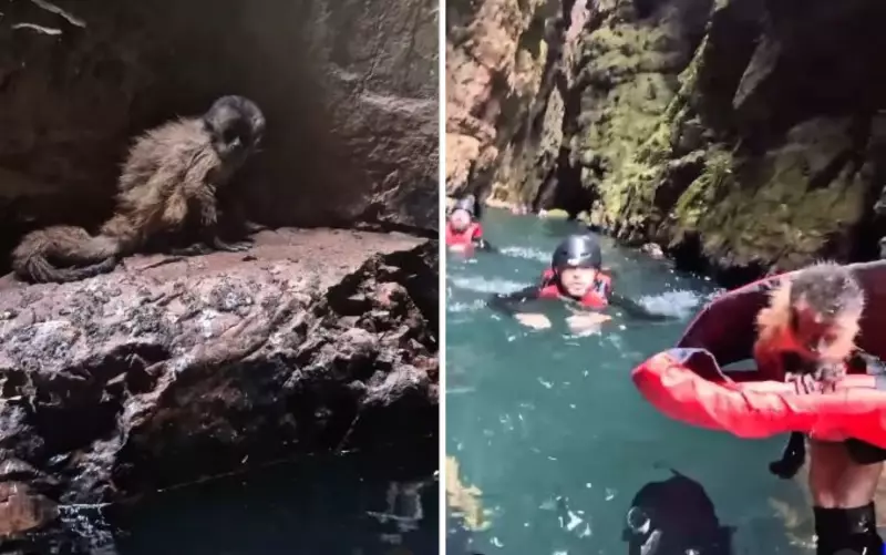 Turistas e guia salvam filhote de macaco em queda espetacular na Chapada dos Veadeiros