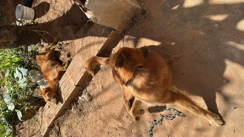 Tutora é liberada pela Justiça após ser presa por maus-tratos a cães em Presidente Prudente