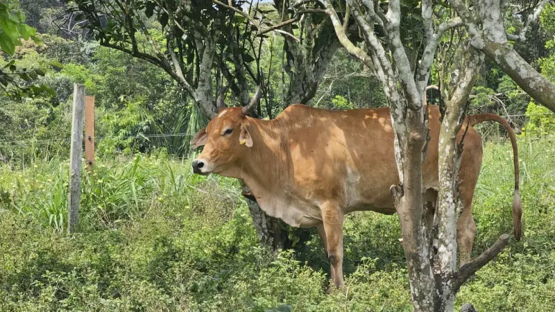 Vacinação contra raiva se torna obrigatória em Apuí após caso confirmado em animal