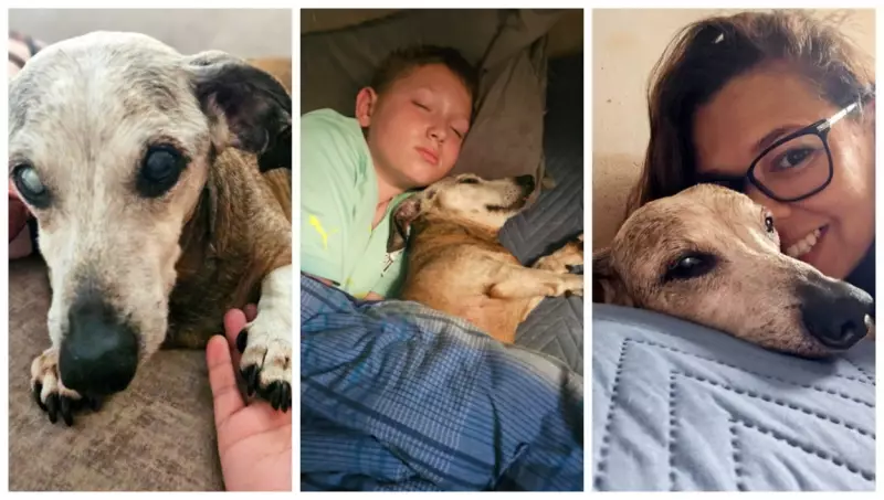Vovô canino de 18 anos emociona tutor com rotina de cuidados especiais e muito amor