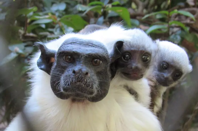 Zoológico de Bauru se destaca como referência na reprodução de espécies em extinção